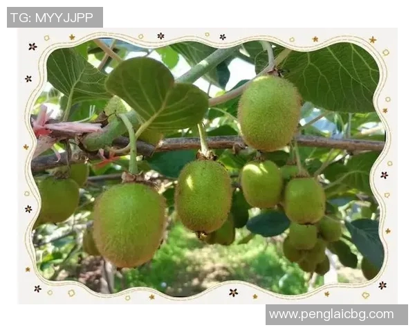 重庆网球队的控制革新之路：从传统到现代的全面转型探索