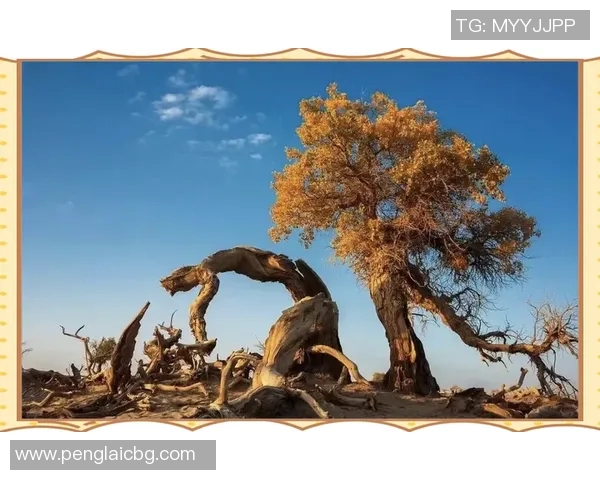 探索阿拉巴的魅力与文化底蕴揭秘这片神秘土地的历史与风俗 探索阿拉巴的魅力与文化底蕴揭秘这片神秘土地的历史与风俗